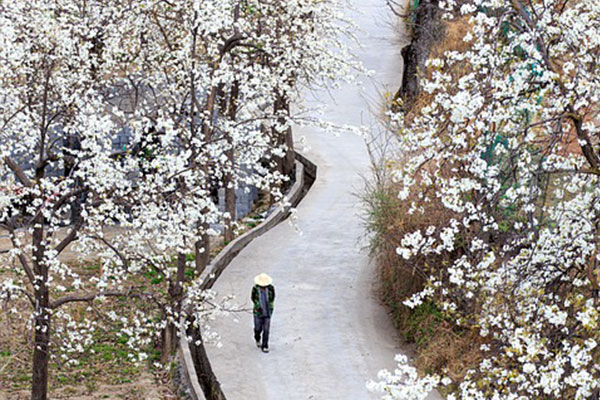 金川梨花、色達(dá)川西小環(huán)線自駕路線5天